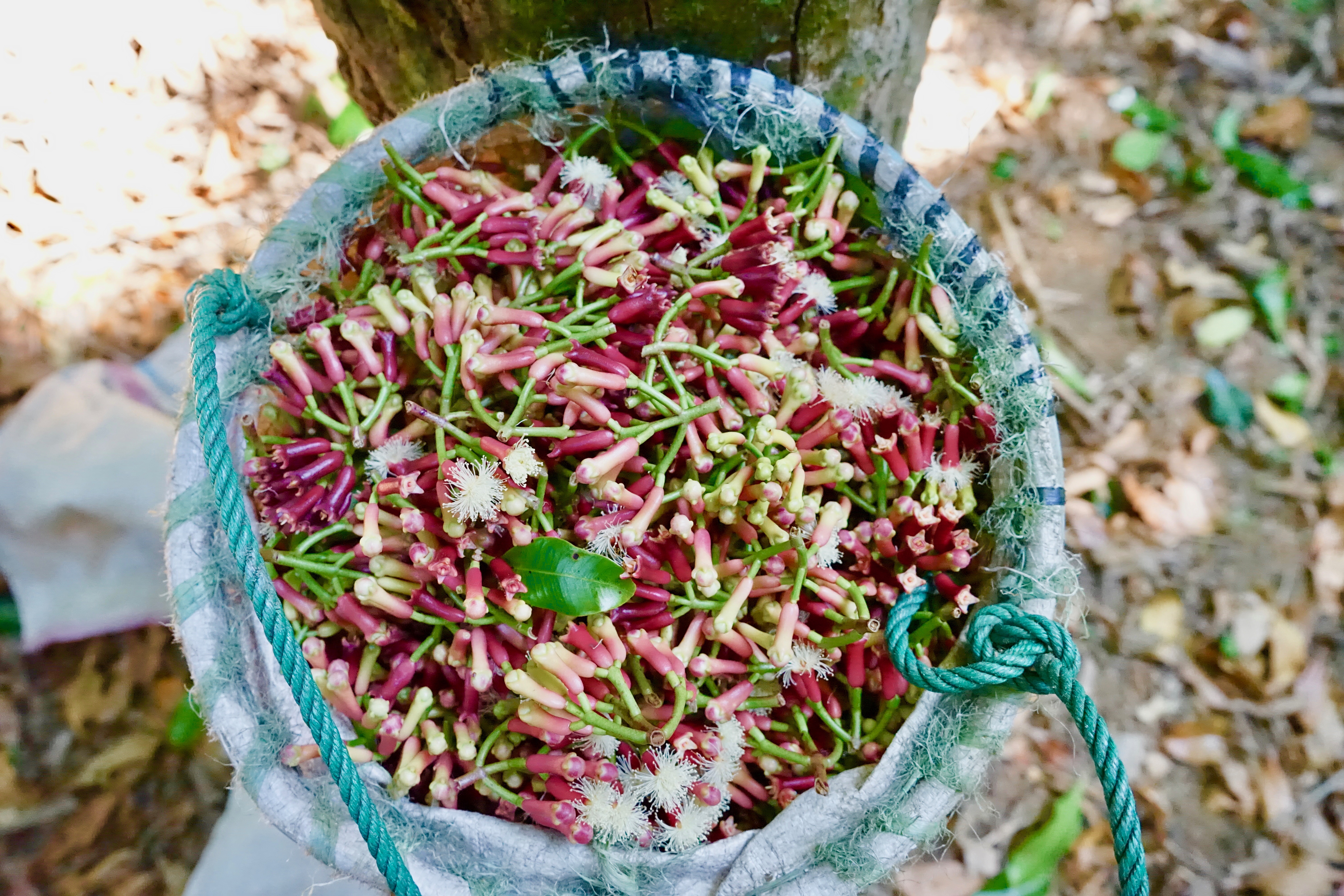 Clou de Girofle, Bali.