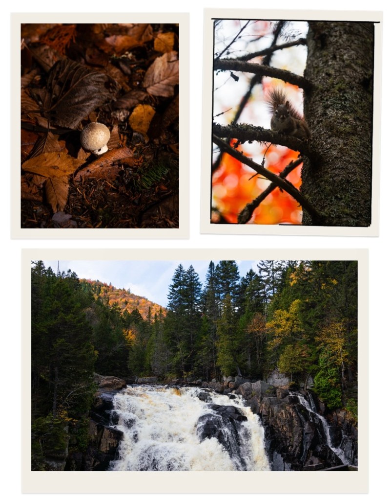 Champignon solitaire sur un tapis de feuilles dans une forêt d'automne.