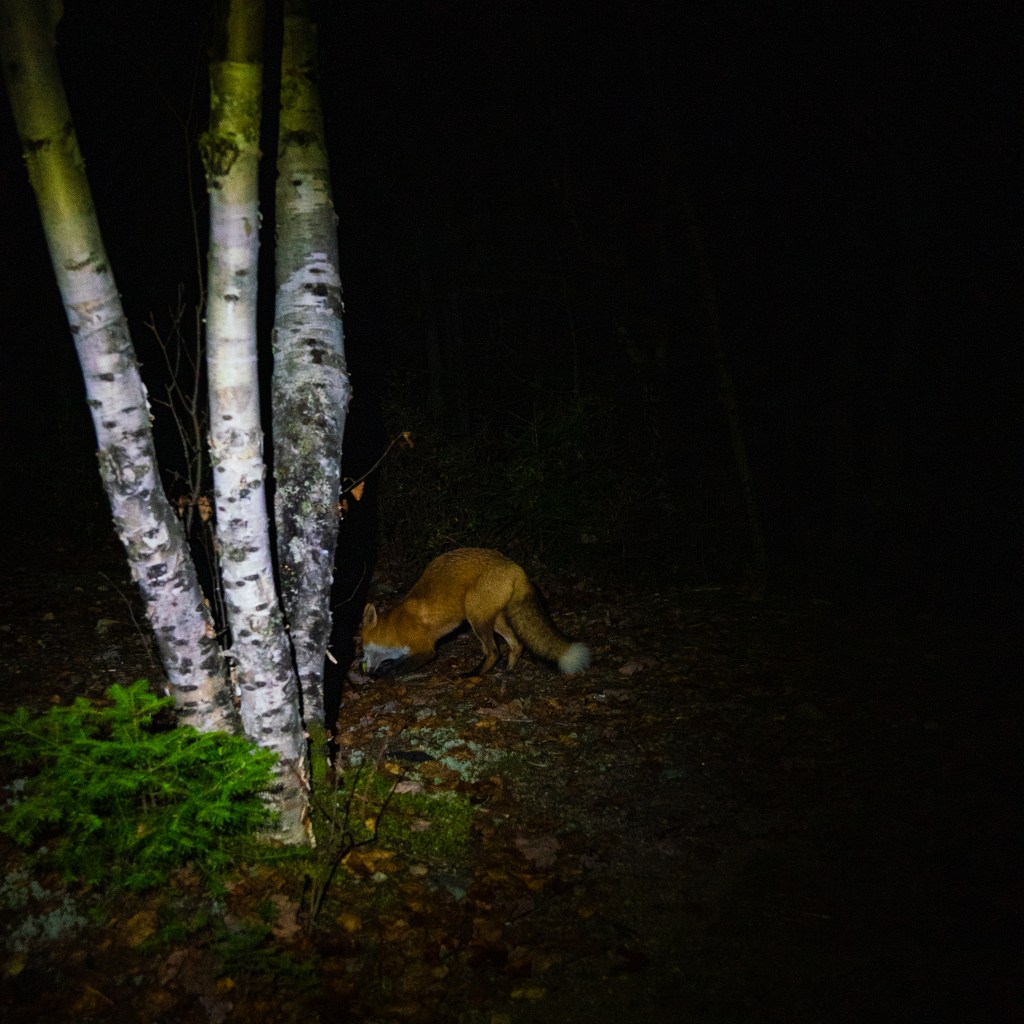 Un renard dans la forêt, explorant le sol en dessous des arbres, avec une faible lumière éclairant la scène nocturne.
