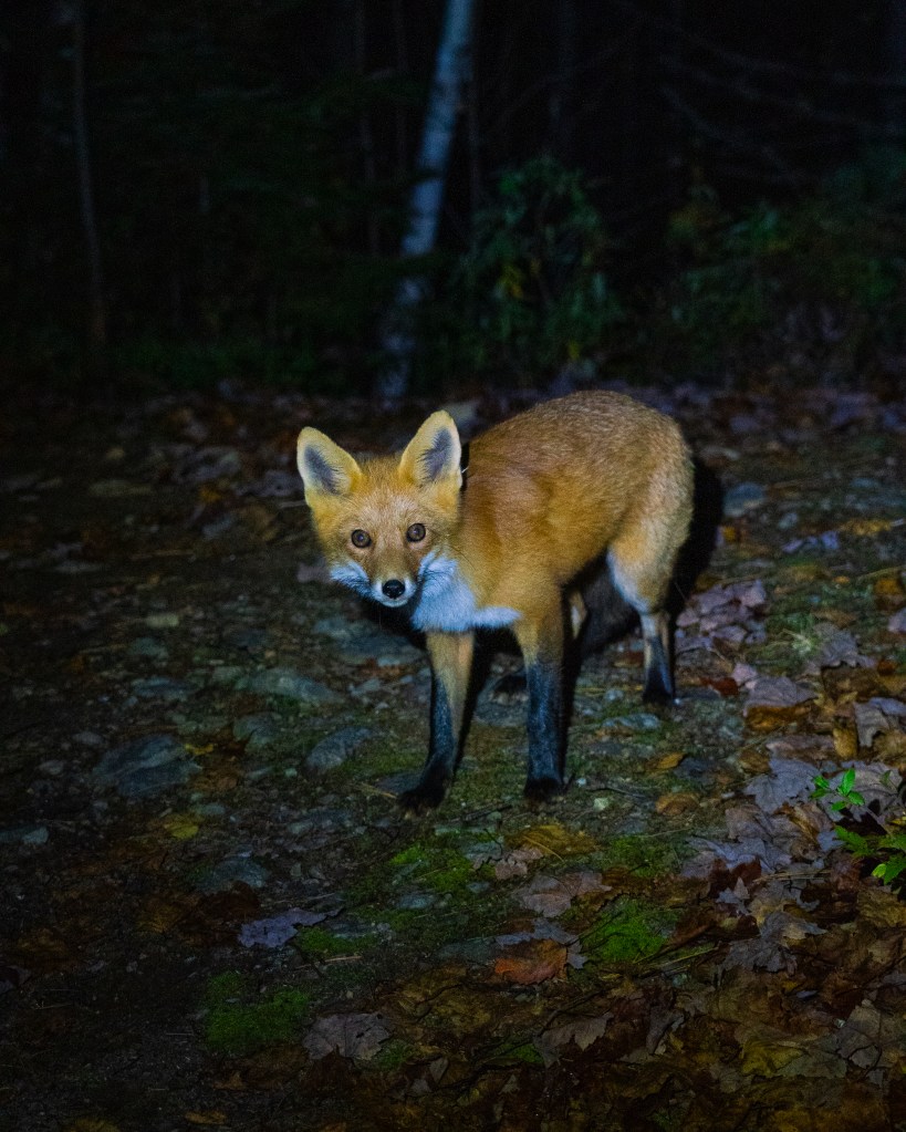 Un renard aux poils roux se tient dans la forêt pendant la nuit, sur un sol couvert de feuilles tombées, observant curieusement.