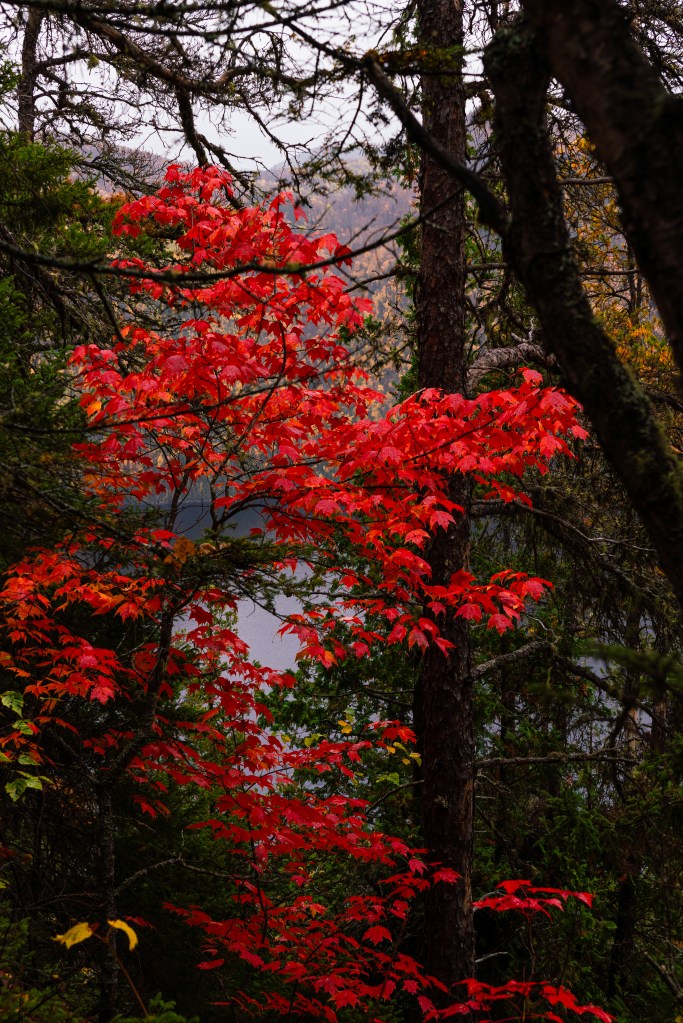 Groupe d'arbres avec des feuilles rouges vif en automne, entouré de feuillage vert, dans un paysage forestier.
