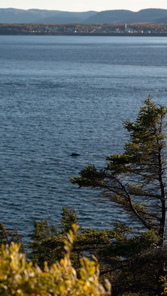 Vue panoramique sur un lac avec des montagnes en arrière-plan, des arbres au premier plan.