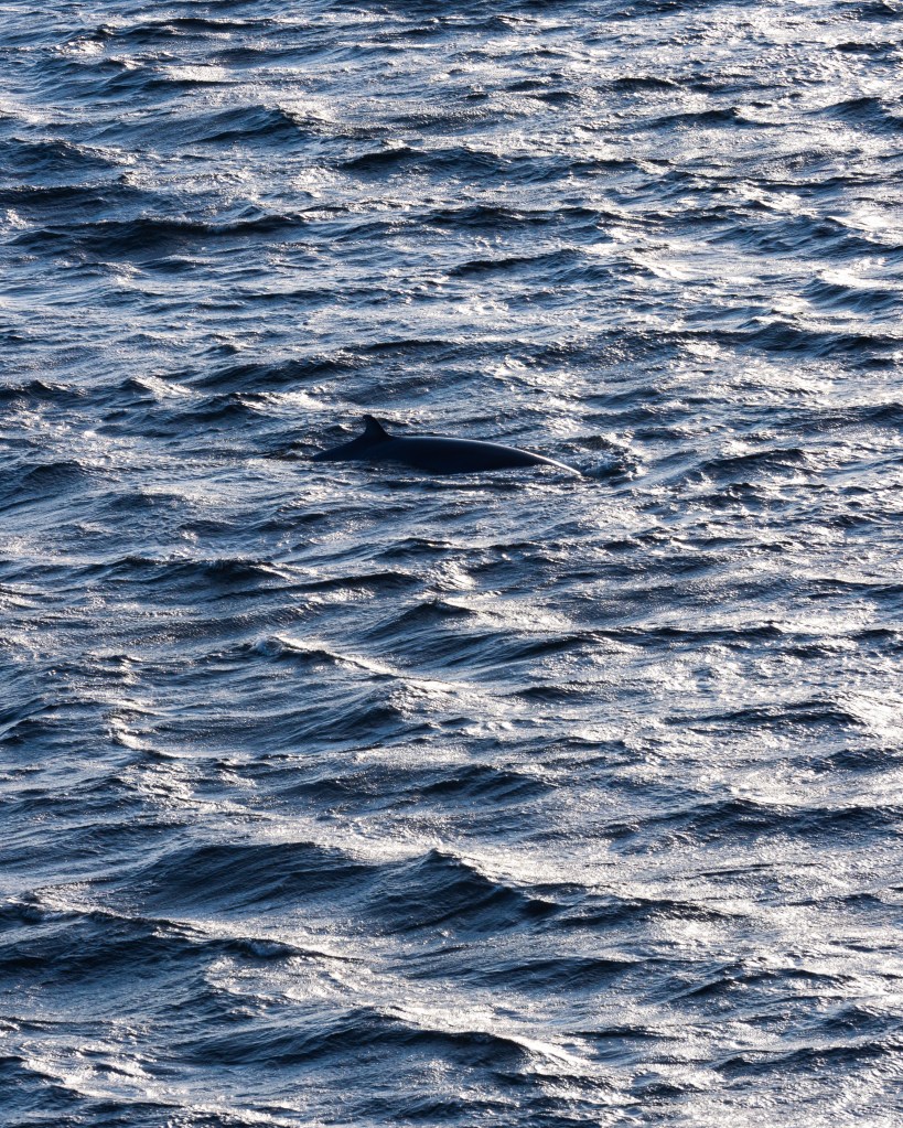 A dolphin visible in the shimmering waves of the ocean.