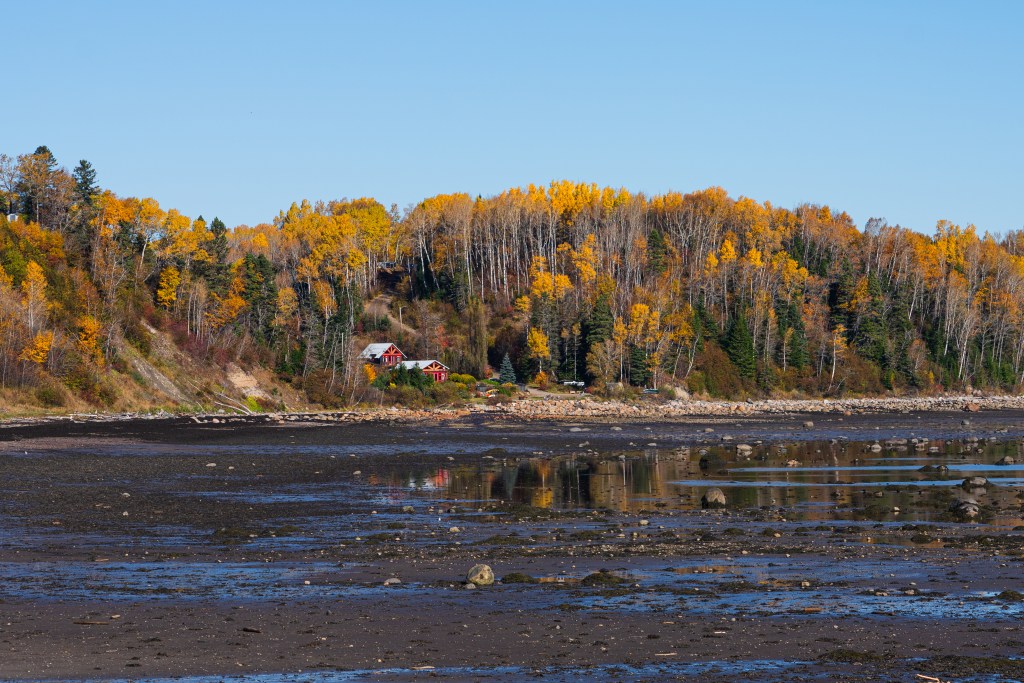 Paysage automnal du Canada avec des arbres aux couleurs dorées et orangées, bordant une rivière à marée basse près d'une maison rouge.