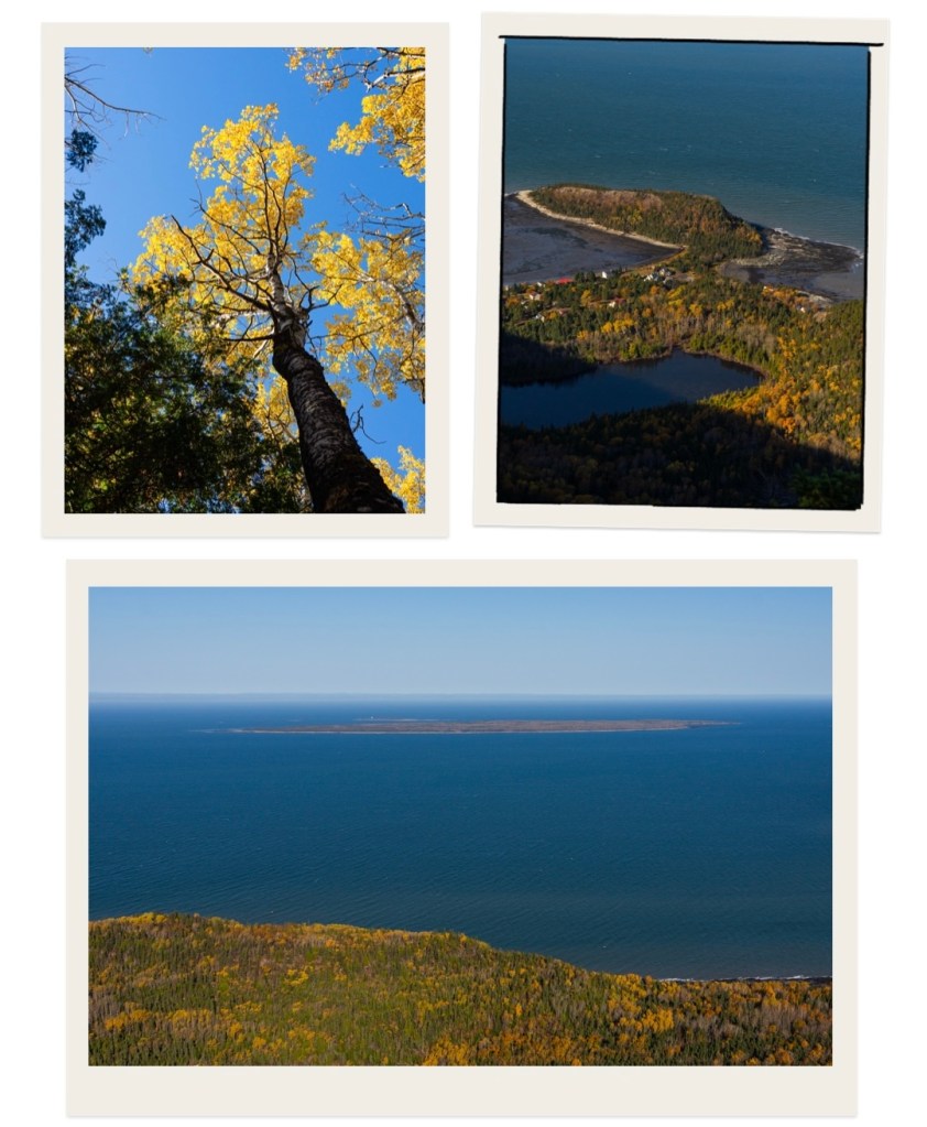 Vue d'un arbre aux feuilles jaunes et d'un paysage côtier sous un ciel bleu.