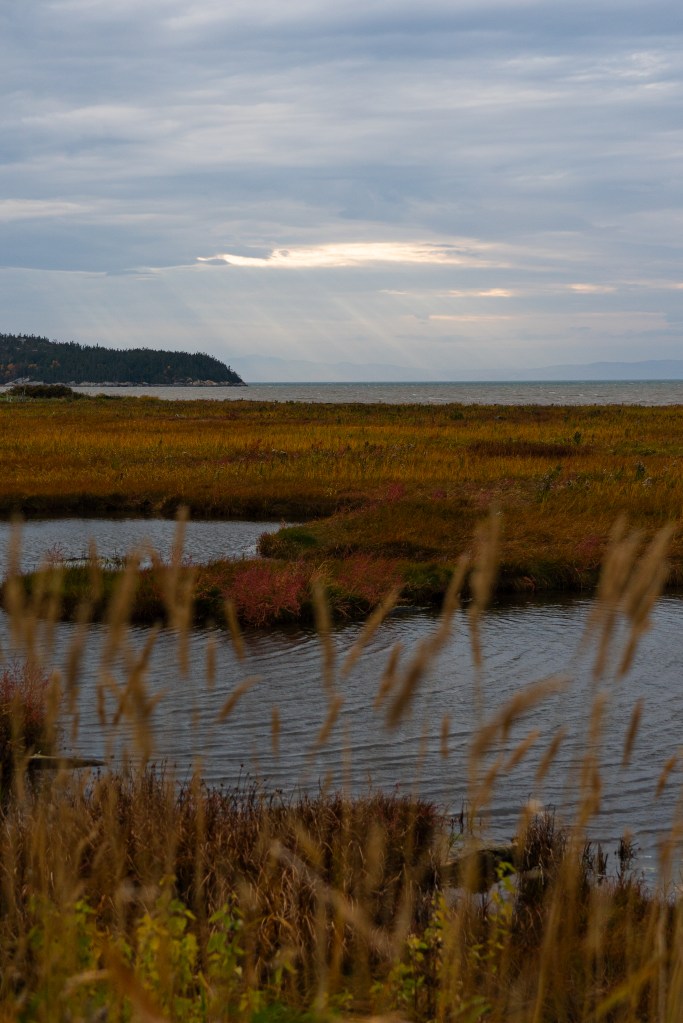 Vue panoramique d'un paysage automnal au Canada, avec un champ de graminées au premier plan, un ruisseau serpentant et la mer à l'horizon sous un ciel nuageux.