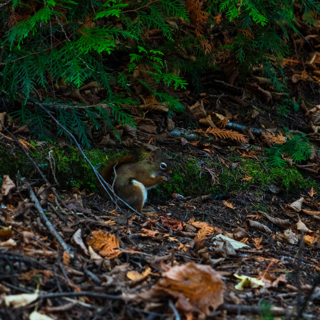 Un écureuil se tient sur un lit de feuilles mortes et de mousse, entouré de végétation d'automne.